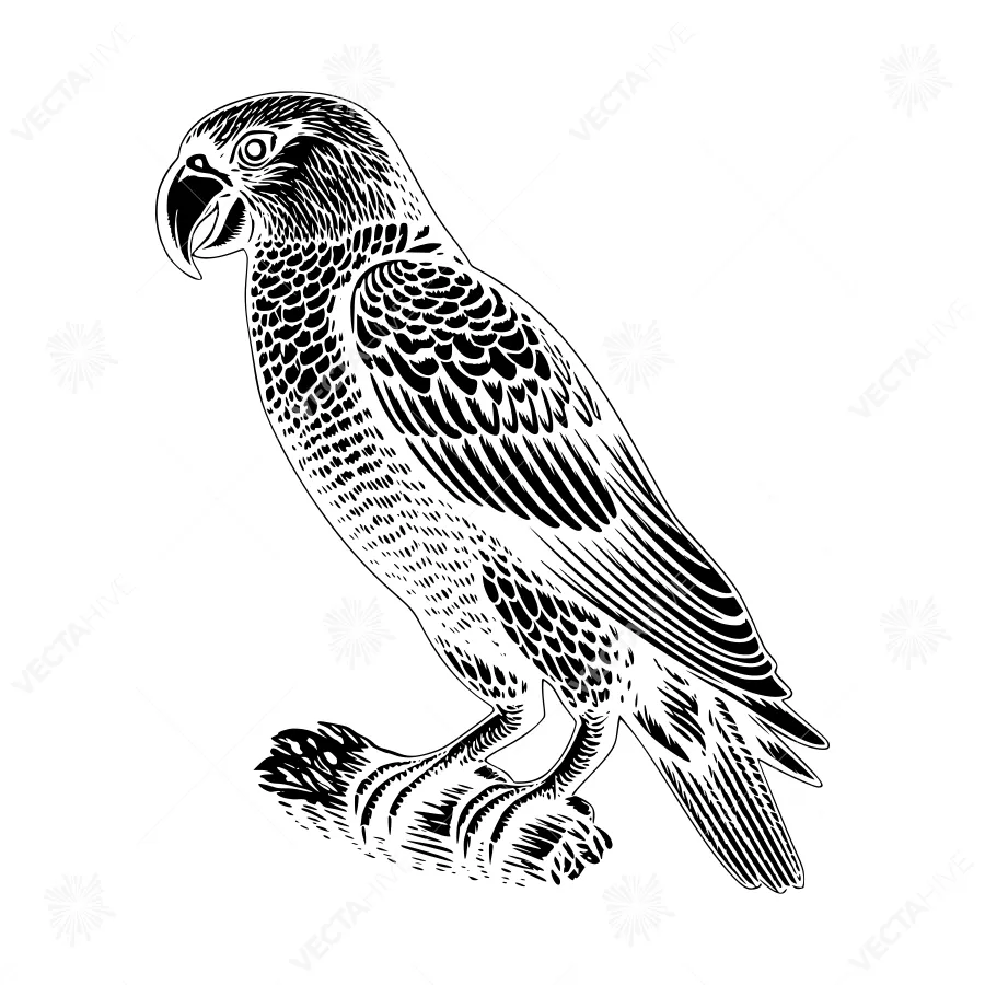 Black & White Parrot Illustration - Vintage Style