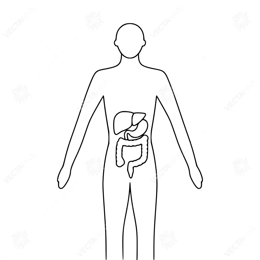 Human Anatomy Outline - Medical Illustration