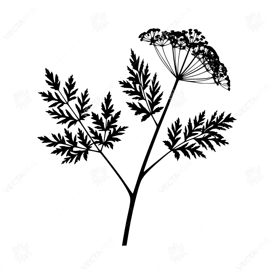 Black & White Wild Carrot Silhouette