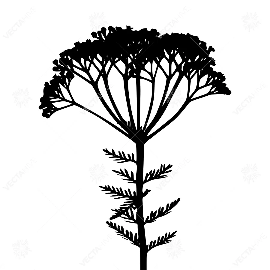 Black & White Yarrow Flower Silhouette