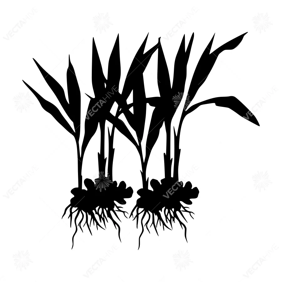 Silhouette Grass Roots - Minimalist Plant Illustration