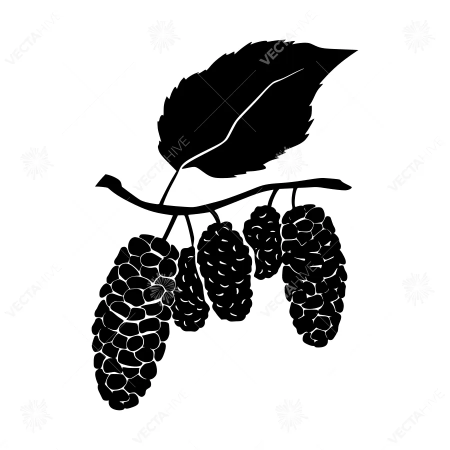 Black Mulberry Branch Silhouette