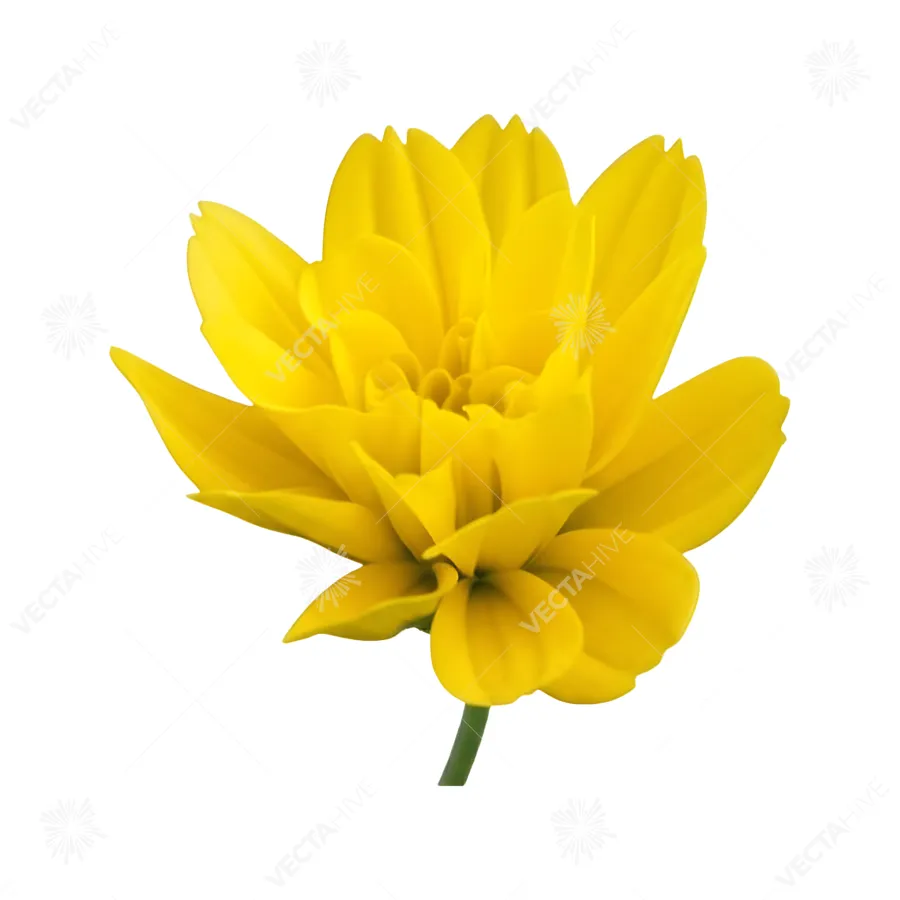 Close-Up Yellow Dahlia Flower - Isolated