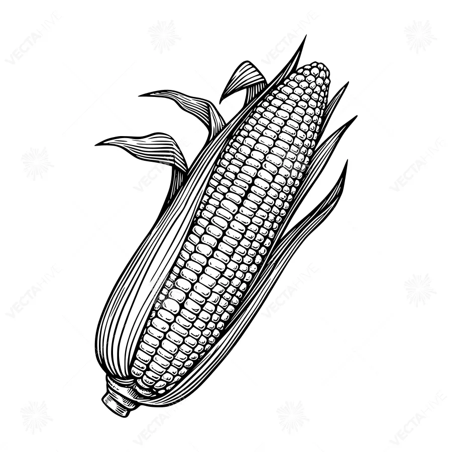 Vintage Corn Cob Illustration - Black & White