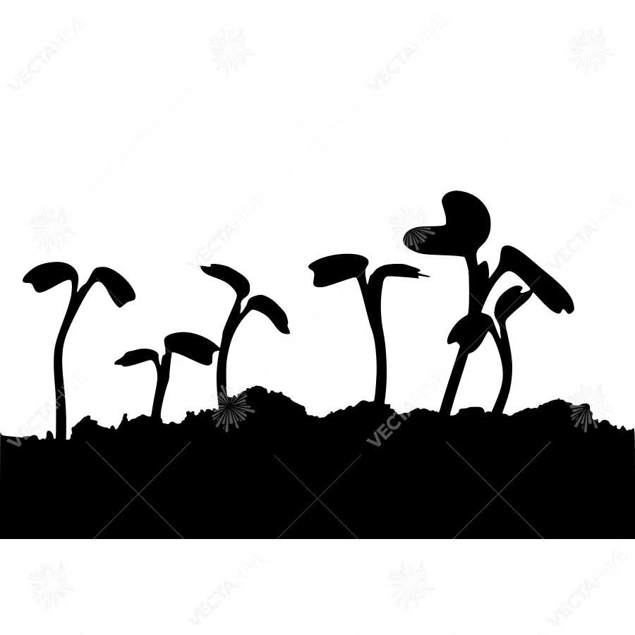 Silhouetted Seedlings - Growth & Potential