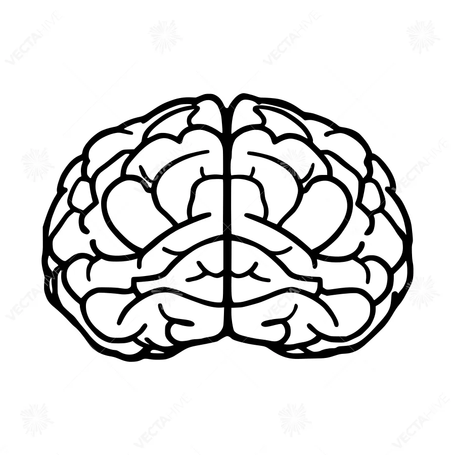 Brain Outline Vector Illustration